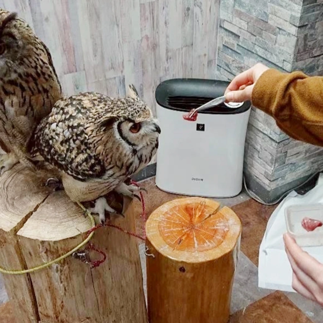 ふくろうにエサを与える様子、カフェの一角で。